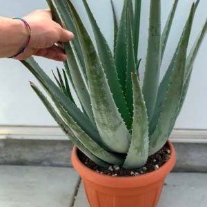 Aloe Vera