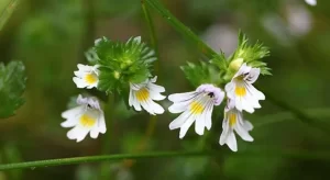 Eyebright Herb