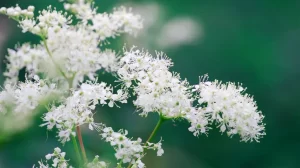 Meadowsweet