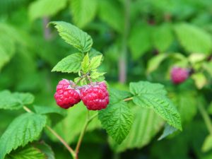 Raspberry Leaves