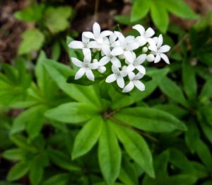 Sweet Woodruff