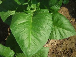 Tobacco-leaves-768x576-1-600x450