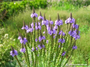 Vervain