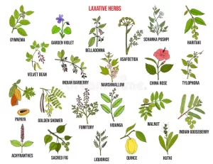 Laxative Herbs