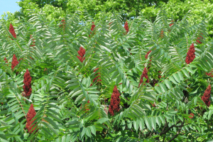 Smooth Sumac