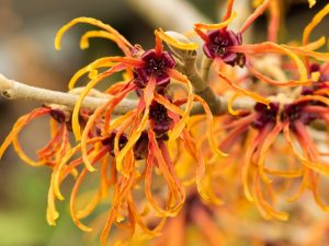 Witch-Hazel-1024x768