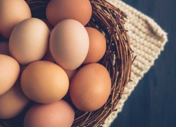 How can broiler eggs benefit you