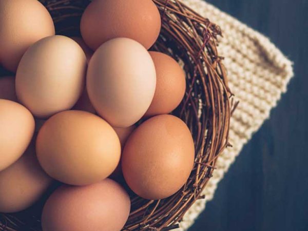 How can broiler eggs benefit you?