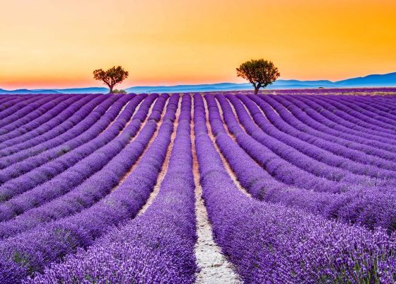 Top 10 Health Benefits Of Lavender Flower