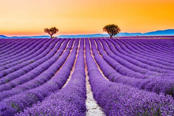 Top 10 Health Benefits Of Lavender Flower – Herbal Care Products